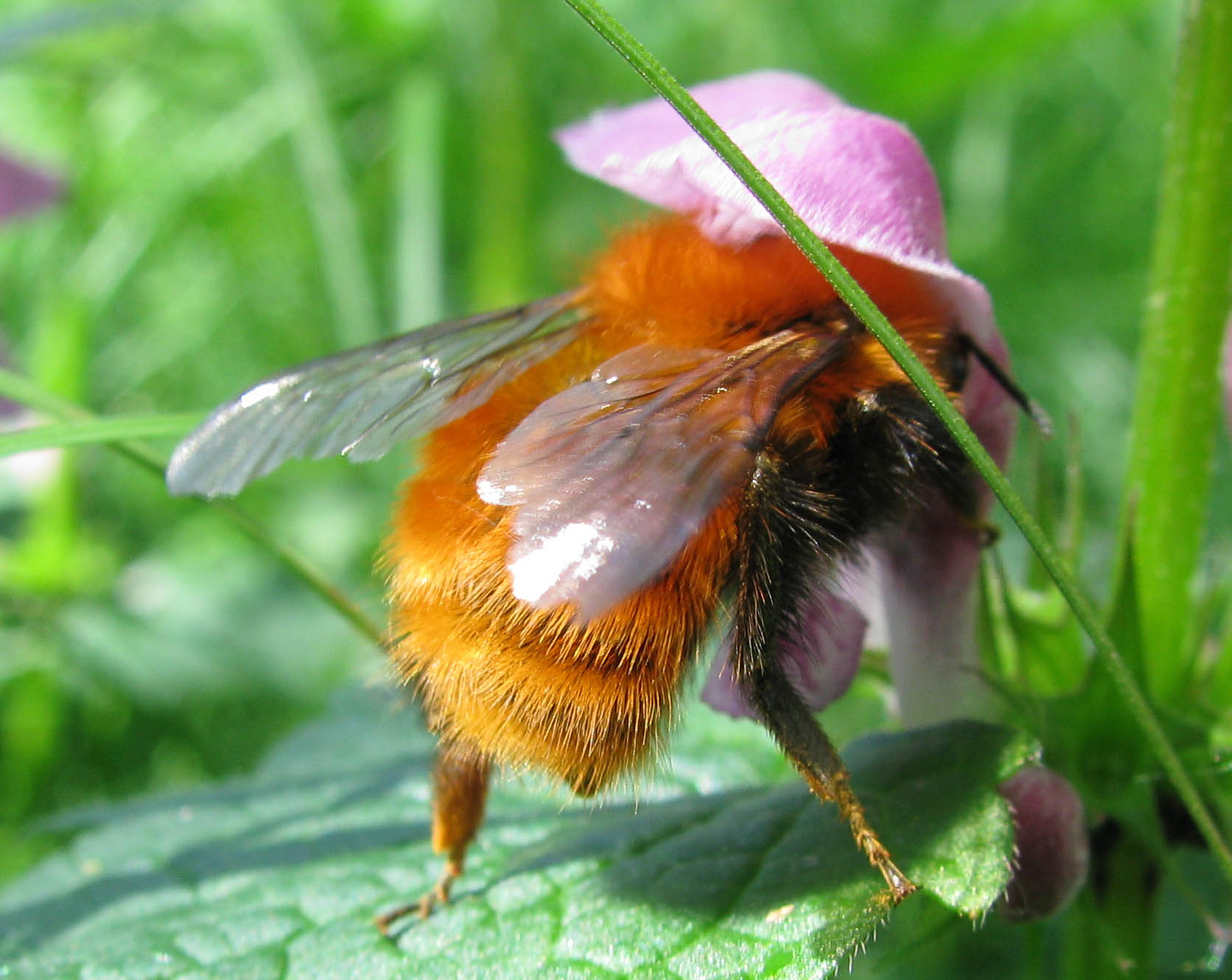 Bombus pascuorum